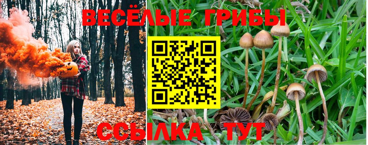 Топки  Псилоцибиновые грибы прущие грибы  Вход с VPN 